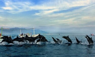 4D3N Lovina Relax & Nature Escape